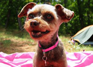 camping with pets tips for bringing your furry friend along